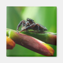 Jumping spider refrigerator magnets