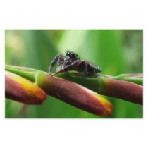 Jumping spider stationery design