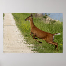 Jumping the Path Poster