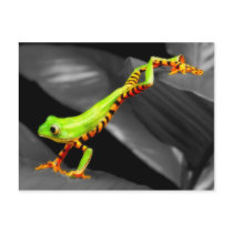 Jumping Tree Frog Post Cards