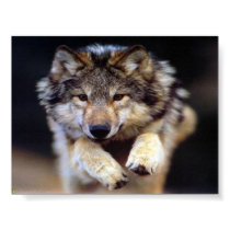 Jumping Wolf posters