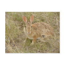 Jumpy Bunny postcards