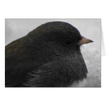Junco Oscuro-observado Felicitacion