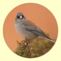 junco stickers