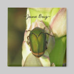June Bug magnets