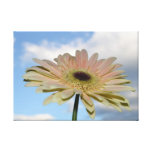 June Gerbera Flower in the Sky Gallery Wrapped Canvas