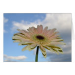 June Gerbera Flower in the Sky Greeting Cards