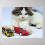 June Wild Kitten Prints