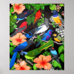 Jungle Birds of Mexico Print
