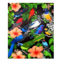 Jungle Birds of Mexico posters by twopurringcats Jungle Birds of Mexico posters