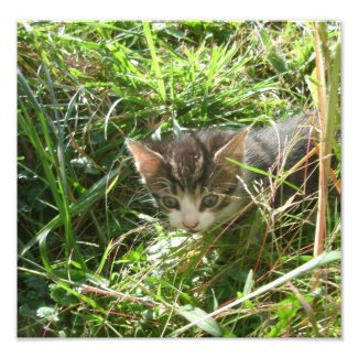 Jungle Cat Photo Print