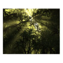 Jungle Complexation Poster posters by phillipdeck Jungle Complexation Poster posters