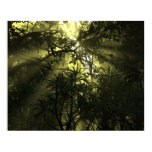 Jungle Complexation Poster posters
