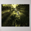 Jungle Complexation Poster posters
