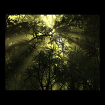 Jungle Complexation Poster posters