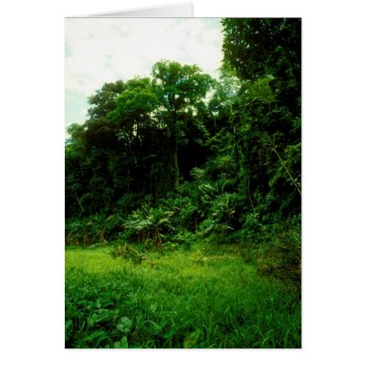Jungle / Crocodile Alley Cards by Merritt_B