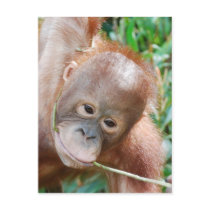 Jungle Dental Floss postcards