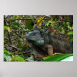 Jungle Iguana Poster