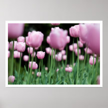 jungle in pink posters