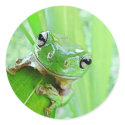 Jungle Jewels Stickers by orglioness Jungle Jewels Stickers