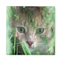Jungle Ledgend magnets