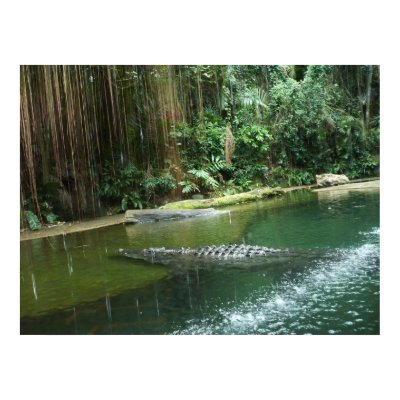 Jungle Posters by PhotoDigital