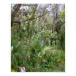 Jungle