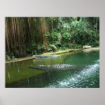 Jungle posters
