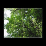 Jungle Ropes Postcard