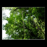 Jungle Ropes Postcard