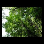 Jungle Ropes Poster Print