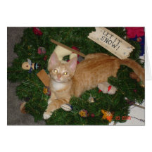Junior at christmas cards
