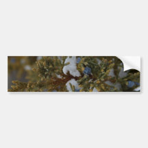 Juniper Berries Bumper Sticker