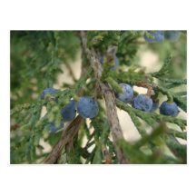 Juniper Berry Postcard