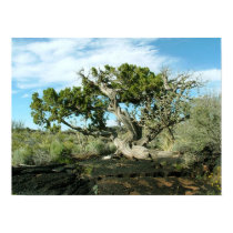 Juniper in Lava posters