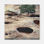 Juniper on sandstone, Utah, U.S.A. Refrigerator Magnet