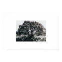 Juniper Tree posters by rtwilk Juniper Tree posters