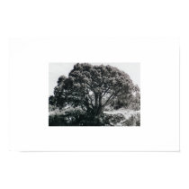Juniper Tree posters