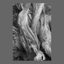 Juniper Trunk posters