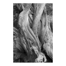 Juniper Trunk posters