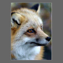 Just a cute little Fox business cards