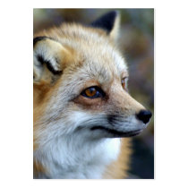 Just a cute little Fox profile cards