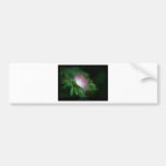 Just a flower – Pink & White flower Caliandra 011 Bumper Sticker
