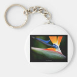 Just a flower – Strelitzia flower 013 Keychain