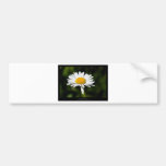 Just a flower – White daisy 005 Bumper Sticker
