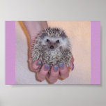 Just a Handful Hedgehog Print
