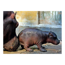 Just A Little Nudge Hippopotamus Portrait posters