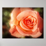 Just a rose print