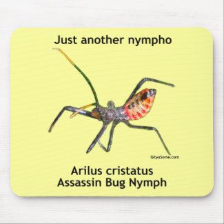 Arilus cristatus, Wheel Bug, Assassin Bug