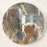 Just Appaloosa Coasters